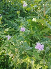 Monarda fistulosa
