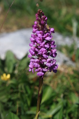 Gymnadenia