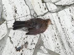 Turdus merula
