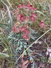 Euphorbia glareosa