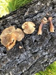 Lactarius badiosanguineus