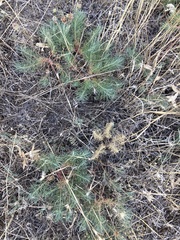 Euphorbia cyparissias