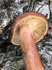 Lactarius badiosanguineus