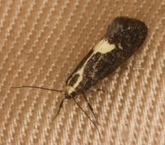 Polix coloradella