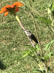 Trochilidae