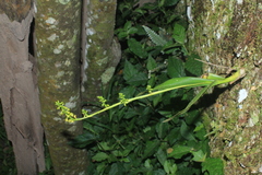 Polystachya concreta