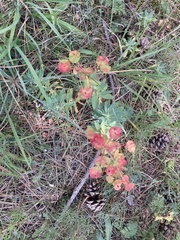 Euphorbia glareosa