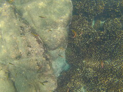 Thalassoma lucasanum