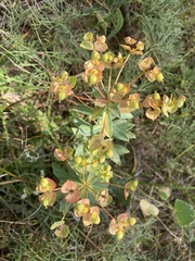 Euphorbia glareosa