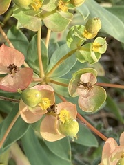 Euphorbia glareosa