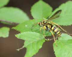 Poecilopompilus interruptus