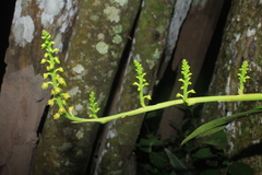 Polystachya concreta