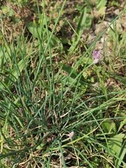 Allium schoenoprasum