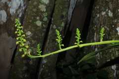 Polystachya concreta