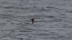Phalaropus fulicarius