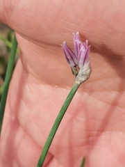 Allium schoenoprasum