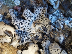 Umbilicaria crustulosa