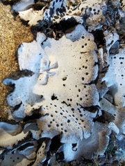 Umbilicaria crustulosa