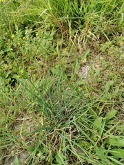 Allium schoenoprasum