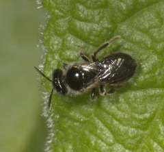 Hypomacrotera