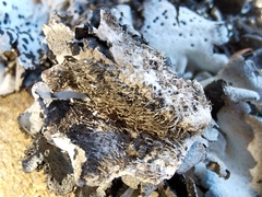 Umbilicaria crustulosa