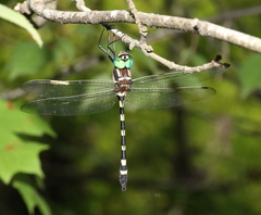 Macromia pacifica