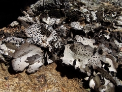 Umbilicaria crustulosa