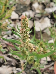 Rumex maritimus
