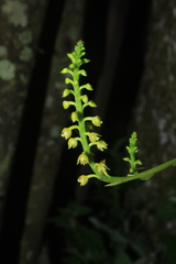 Polystachya concreta