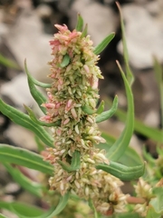 Rumex maritimus