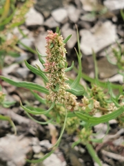 Rumex maritimus