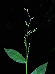 Pseudechinolaena polystachya