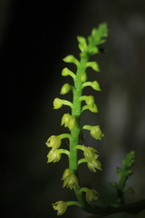 Polystachya concreta