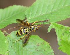 Poecilopompilus interruptus