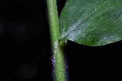 Pseudechinolaena polystachya