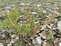 Rumex maritimus