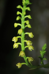 Polystachya concreta