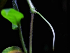 Pseudechinolaena polystachya