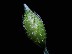 Pseudechinolaena polystachya