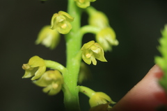 Polystachya concreta