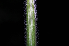 Pseudechinolaena polystachya