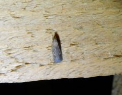 Helcystogramma triannulella