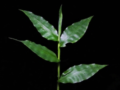 Pseudechinolaena polystachya