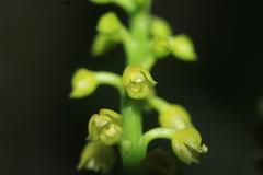 Polystachya concreta