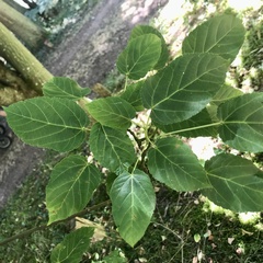 Acer davidii