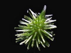 Pseudechinolaena polystachya
