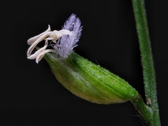 Pseudechinolaena polystachya