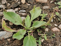 Plantago major