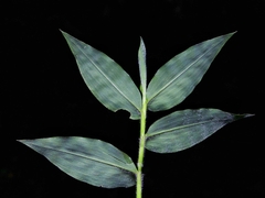 Pseudechinolaena polystachya