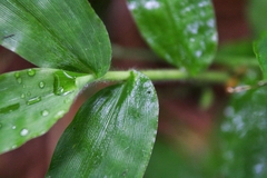 Pseudechinolaena polystachya